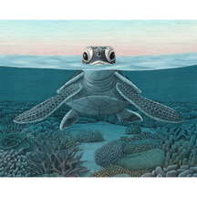 Baby Green Sea Turtle