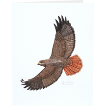 Red Tail Hawk
