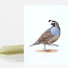 A folded greeting card featuring an illustration of a California quail with the text "CALIFORNIA QUAIL" and "Callipepla californica" beneath it.