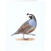 California Quail