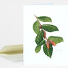 A folded greeting card with a watercolor illustration of a coastal live oak branch with green leaves and acorns, labeled "COAST LIVE OAK" and "Quercus agrifolia."