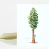 A folded greeting card shows an illustrated coastal redwood tree with the printed text "COASTAL REDWOOD" and "Sequoia sempervirens" near the bottom.