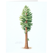 Coastal Redwood