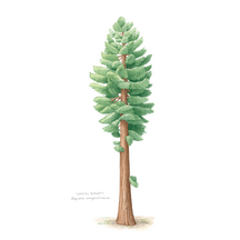 Coastal Redwood