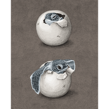 Hatching Green Sea Turtle