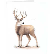 Mule Deer