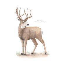 Mule Deer