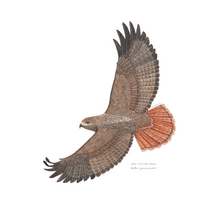 Red-tailed Hawk