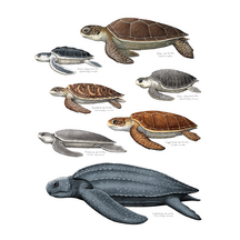 Sea Turtle Species