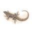 Product Image for alex-boersma-western-fence-lizard-print