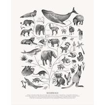 Tree of Life: Mammals (Black and White)