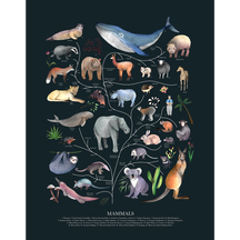 Tree of Life: Mammals (Dark)