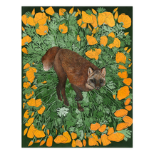 Sable Fox with California Poppies