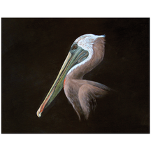 Brown Pelican