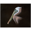 Product Image for amy-ruppel-brown-pelican-print