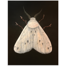 Carrier, Tiger Moth