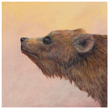 Sunrise Grizzly