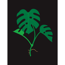 Monstera Deliciosa