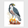 A printed illustration of a peregrine falcon standing on a rock, shown in profile with dark blue-gray feathers, a white chest, yellow feet, and a banded tail.
