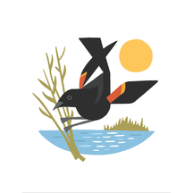 Red Winged Blackbird