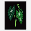 A botanical print showing three stylized green alocasia leaves with white veins on a black background.