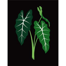 Alocasia Green Velvet
