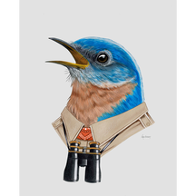 Eastern Bluebird