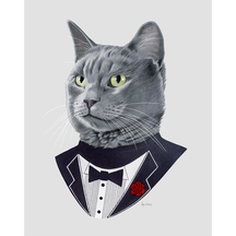 Grey Cat