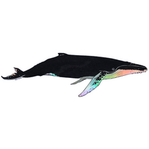 Humpback Whale