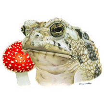 Toad and Mushroom