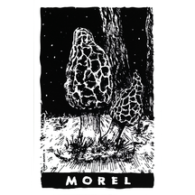 Morel