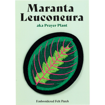 Maranta Leuconeura