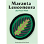 Product Image for flora-noble-maranta-leuconeura-patch