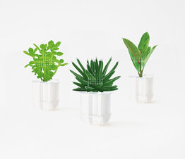 Green Plants - Paper Craft Calendar