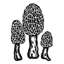 Morels