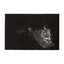 Product Image for lela-shields-impenetrable-print