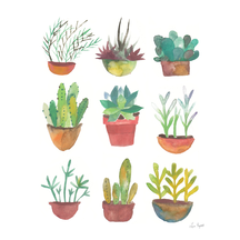 Succulents