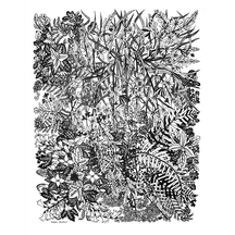 Portland Native Plants