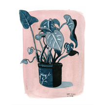 Blue Monstera