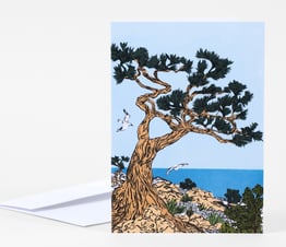 Monterey Cypress