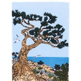 Product Image for mimi-williams-148-monterey-cypress-card
