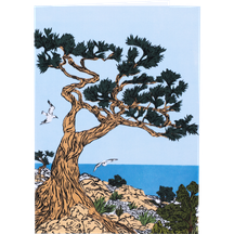 Monterey Cypress
