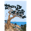 Product Image for mimi-williams-148-monterey-cypress-card