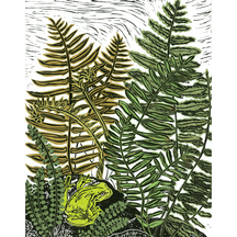 Frog In The Ferns