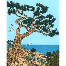 Monterey Cypress