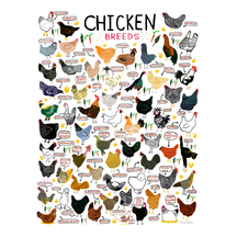 Chicken Breeds