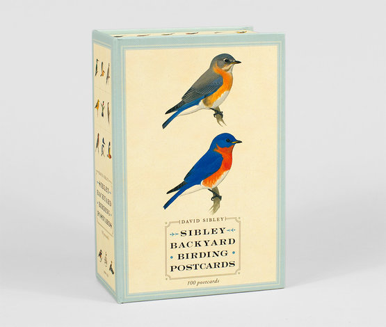 Sibley Backyard Bird Flashcards revised ed - Nature's Workshop Plus