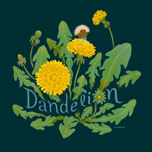 Dandelion