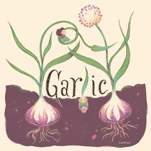 Garlic