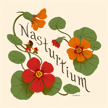 Nasturtium